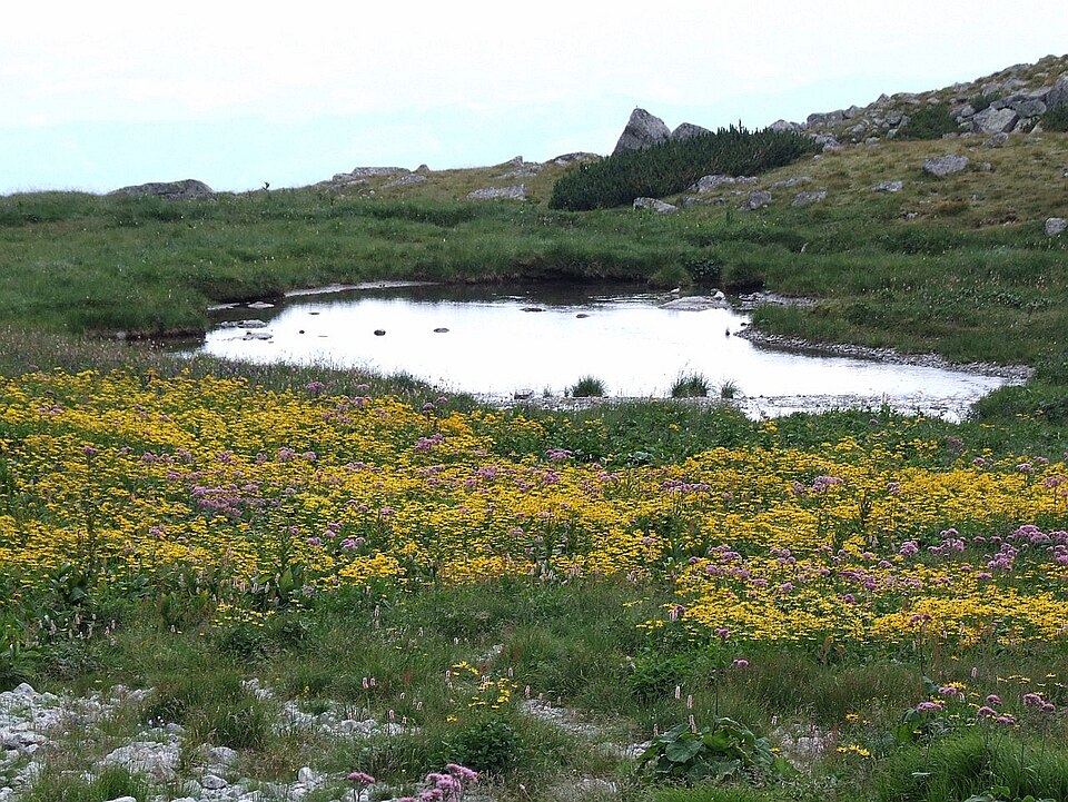 Kvetnicové pleso