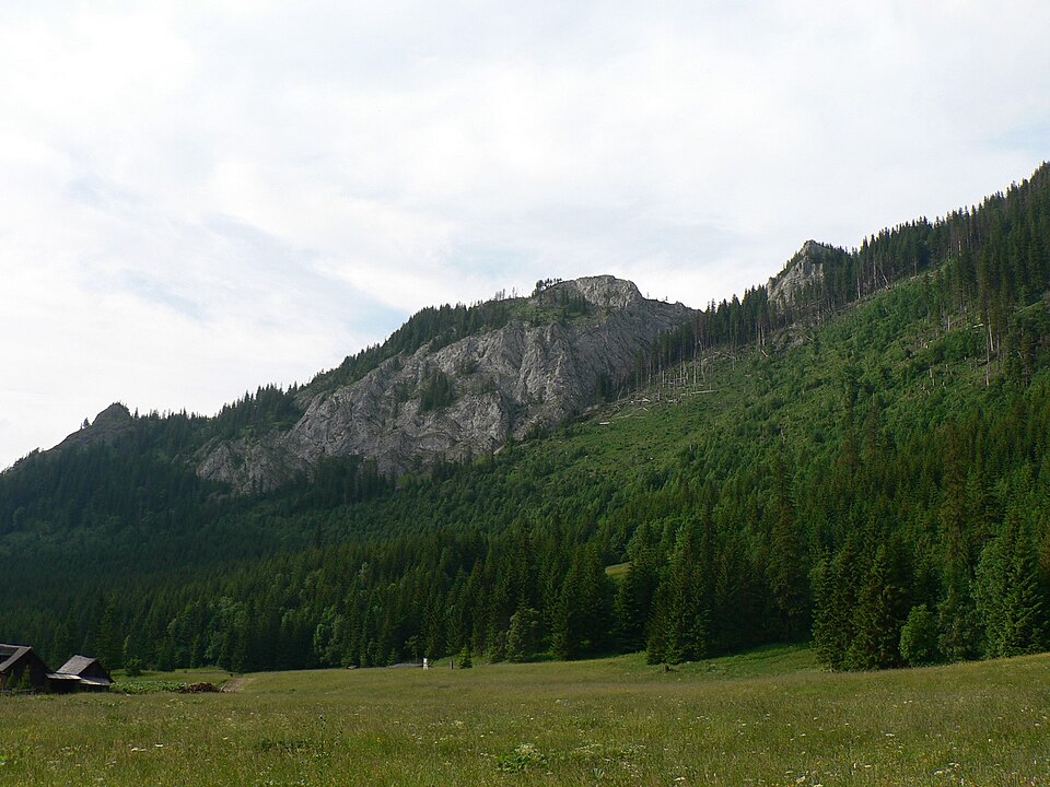 Kôň